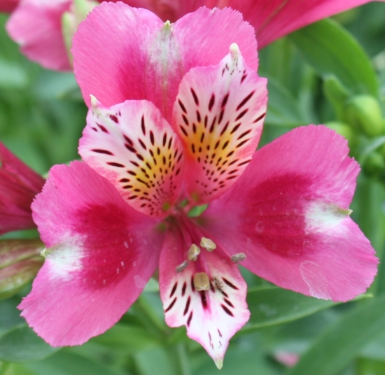 Picture of Alstroemeria 'Cherry Cheeks'