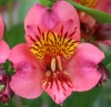 Picture of Alstroemeria 'Candy'