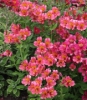 Picture of Alstroemeria 'Candy'