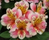 Picture of Alstroemeria 'Cindy'