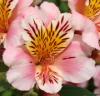 Picture of Alstroemeria 'Cindy'