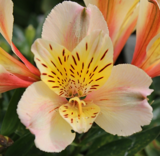 Picture of Alstroemeria 'Inca Sundance'