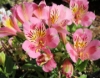 Picture of Alstroemeria 'Little Miss Lucy'