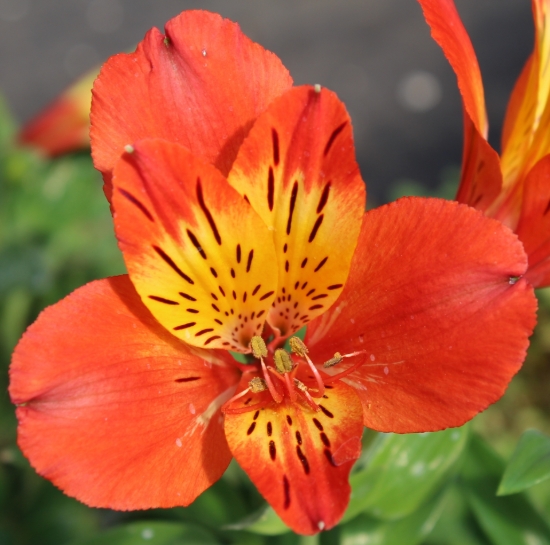 Picture of Alstroemeria 'Majestic Louis'