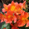 Picture of Alstroemeria 'Princess Amina'
