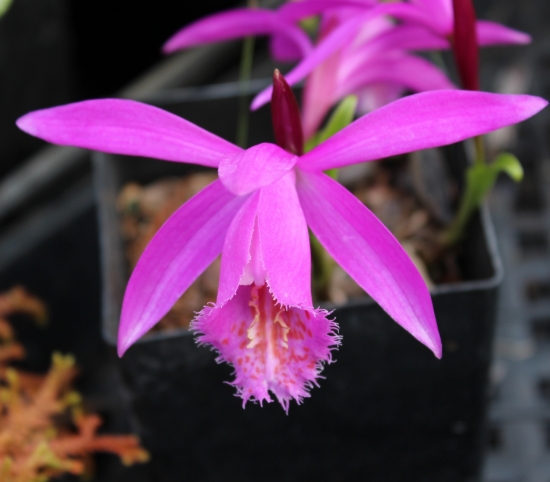 Picture of Pleione 'Tongariro'