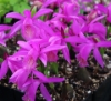 Picture of Pleione 'Tongariro'
