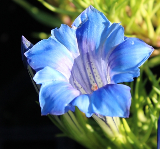 Picture of Gentiana 'Blue King'