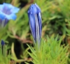Picture of Gentiana 'Blue King'