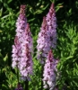 Picture of Dactylorhiza fuchsii 'Claire'
