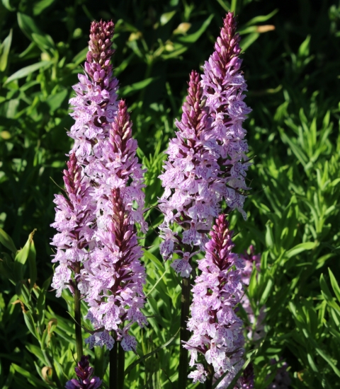 Picture of Dactylorhiza fuchsii 'Claire'