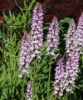 Picture of Dactylorhiza fuchsii 'Claire'