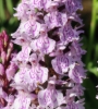 Picture of Dactylorhiza fuchsii 'Claire'