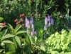 Picture of Dactylorhiza fuchsii 'Claire'