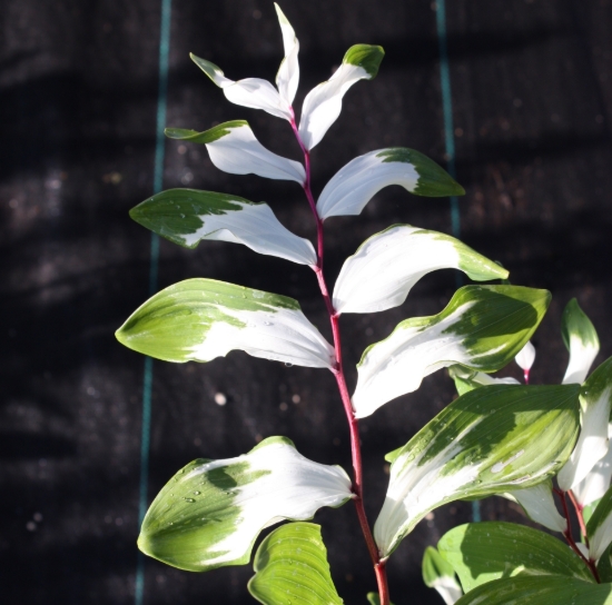 Picture of Polygonatum odoratum 'Byakko'