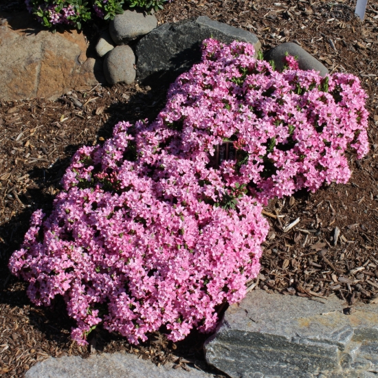 Picture of Daphne cneorum 'Pygmaea'