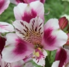 Picture of Alstroemeria 'Joyous'
