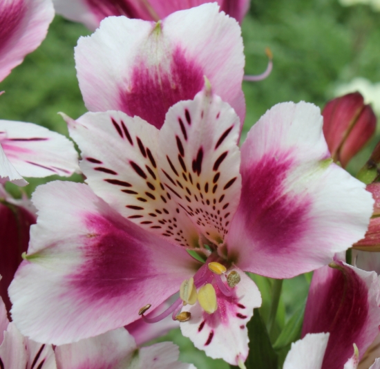 Picture of Alstroemeria 'Joyous'