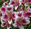 Picture of Alstroemeria 'Joyous'