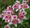 Picture of Alstroemeria 'Joyous'