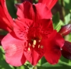 Picture of Alstroemeria 'Inca Bandit'