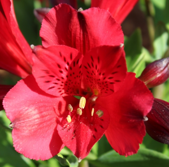 Picture of Alstroemeria 'Inca Bandit'