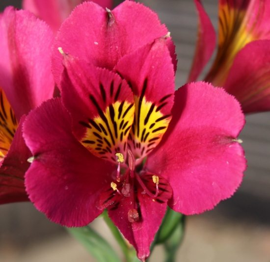 A color hard to capture with camera; this is the closest.