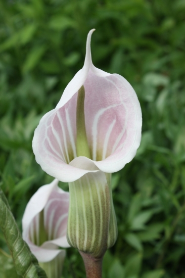 Picture of Arisaema candidissimum med.- lg. 