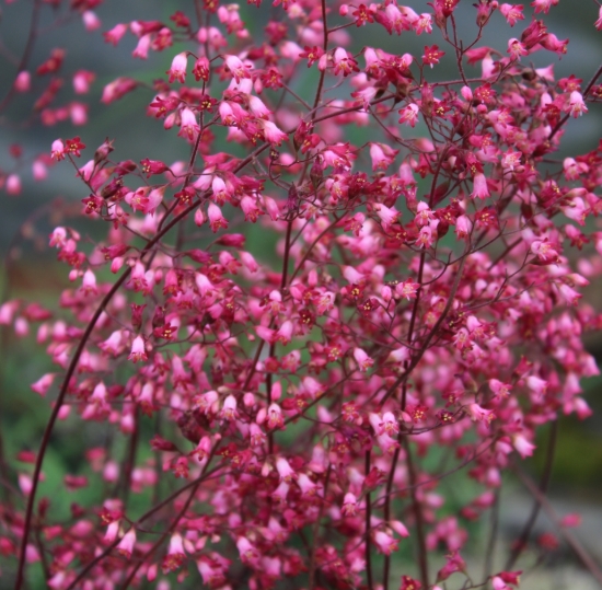 Picture of Heuchera x brizoides 'Huntsman'
