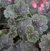 Picture of Heuchera x brizoides 'Huntsman'