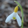 Picture of Galanthus 'Primrose Warburg' BR
