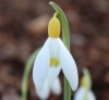 Picture of Galanthus 'Primrose Warburg' BR