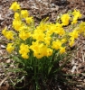 Picture of Narcissus jonquilla 'Chit Chat' BR
