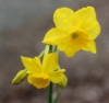 Picture of Narcissus jonquilla 'Chit Chat' BR