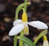 Picture of Galanthus 'Sunbeam' BR