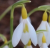 Picture of Galanthus 'Sunbeam' BR