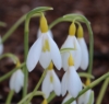 Picture of Galanthus 'Sunbeam' BR