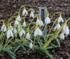 Picture of Galanthus 'Sunbeam' BR