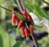 Picture of Polygonatum kingianum BR