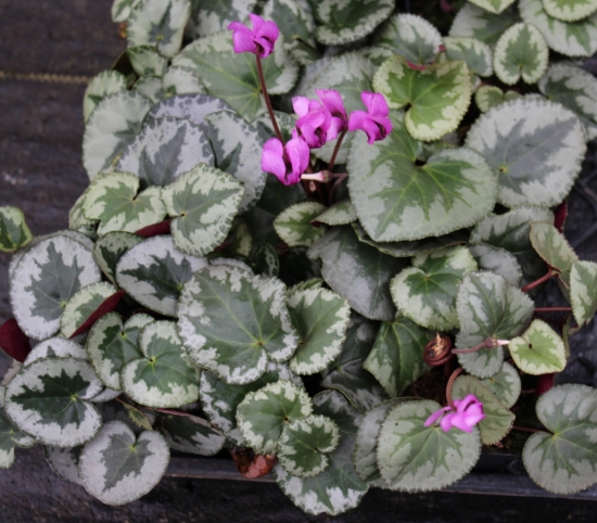 Picture of Cyclamen purpurascens ex. Lake Garda Christmas Tree Group