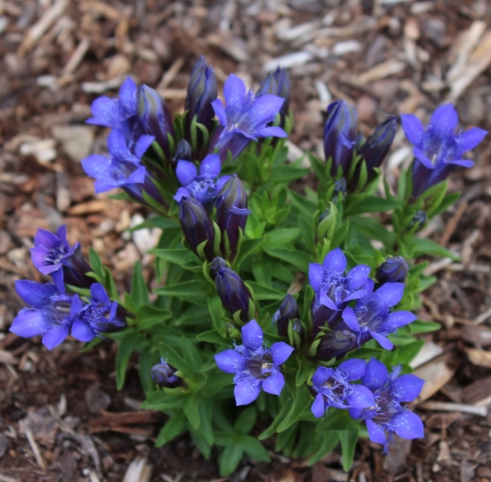 Picture of Gentiana septemfida var. lagodechiana 'Bella Alpinella'