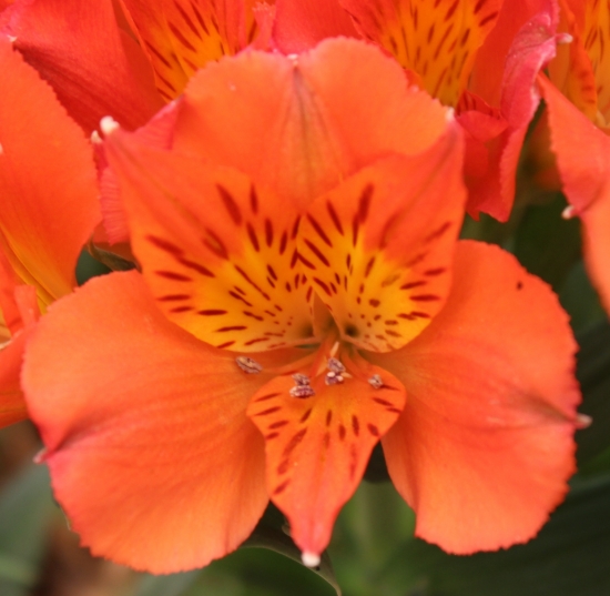 Picture of Alstroemeria 'Princess Amina'