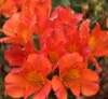 Picture of Alstroemeria 'Princess Amina'