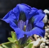 Picture of Gentiana acaulis Hybrid 'Gedanensis'