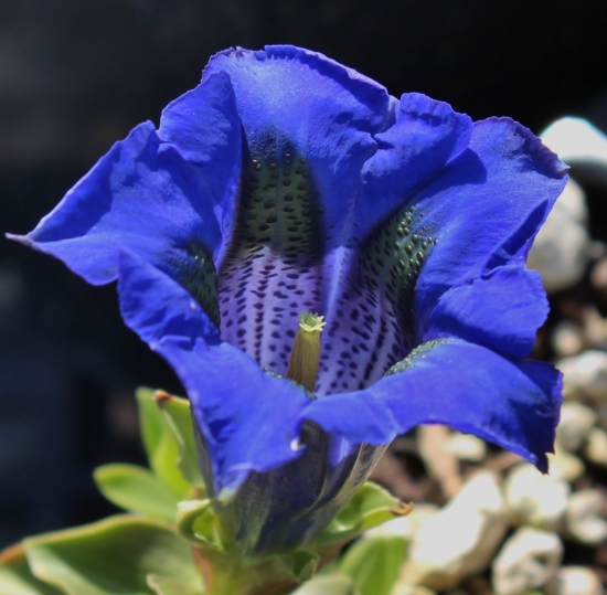 Picture of Gentiana acaulis Hybrid 'Gedanensis'