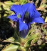 Picture of Gentiana acaulis Hybrid 'Gedanensis'