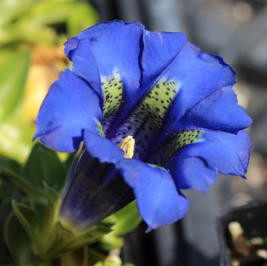 Picture of Gentiana acaulis Hybrid 'Corbariensis'