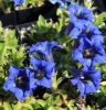 Picture of Gentiana acaulis Hybrid 'Corbariensis'