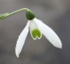 Picture of Galanthus reginae-olgae