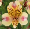 Picture of Alstroemeria 'Aimi'